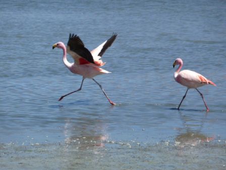 Flamand rose envol.JPG